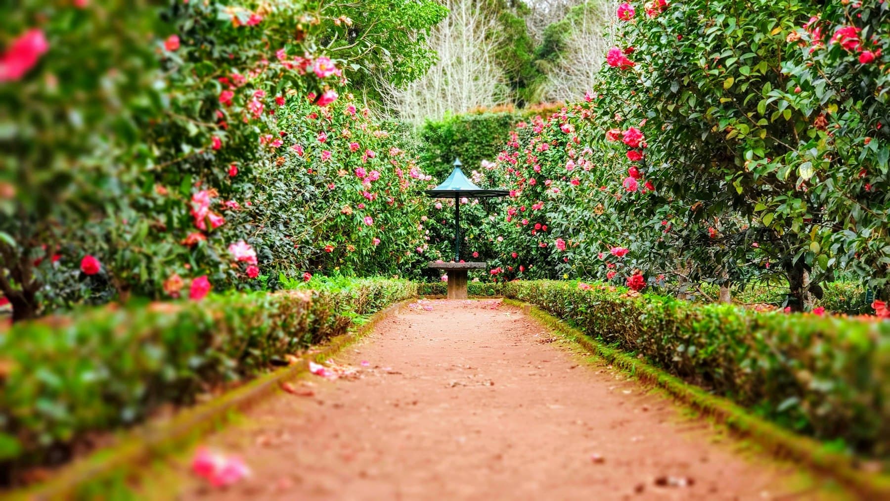Formal garden path between flowering hedges