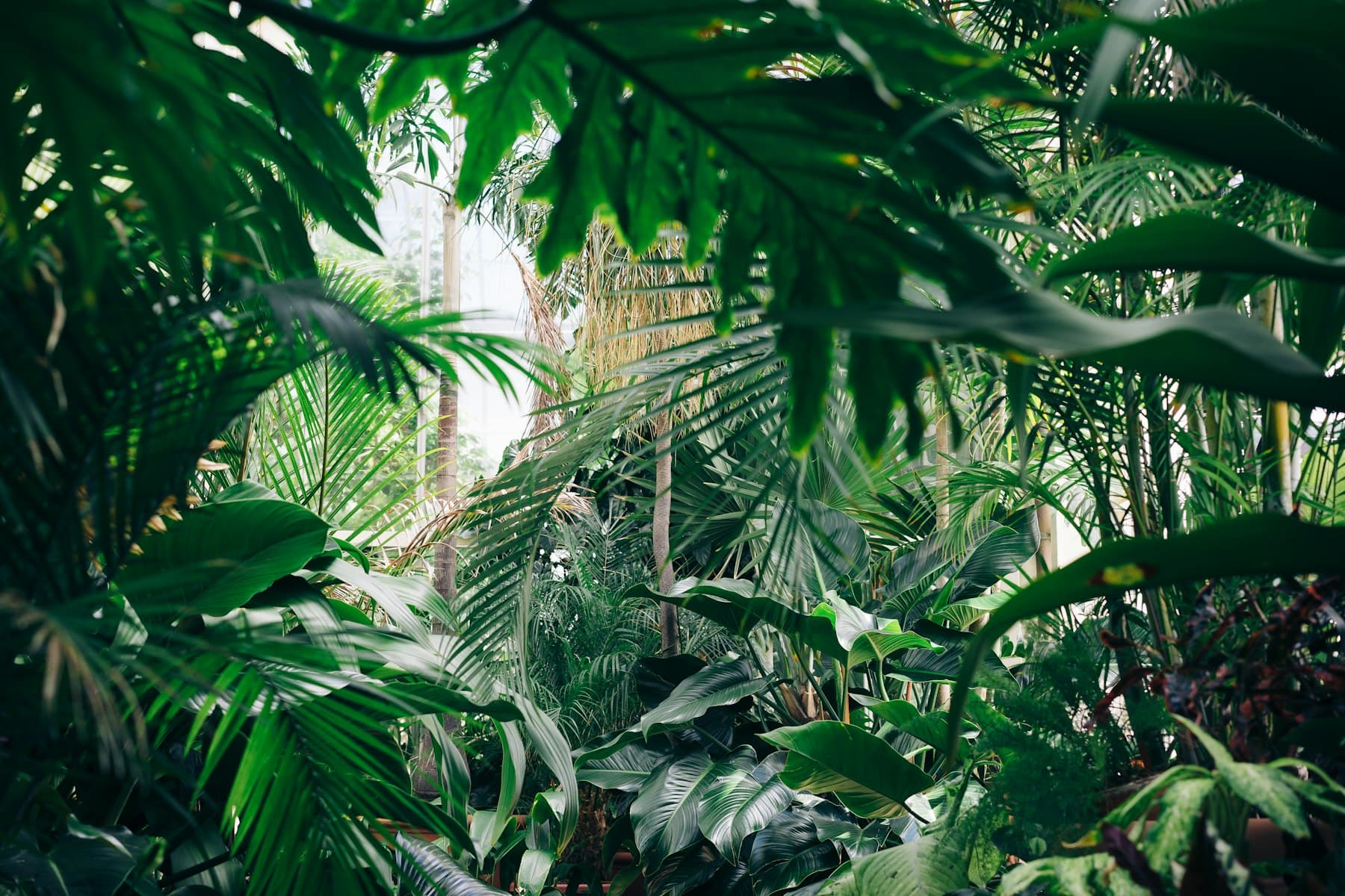 Tropical planting understorey — palms and broadleaf