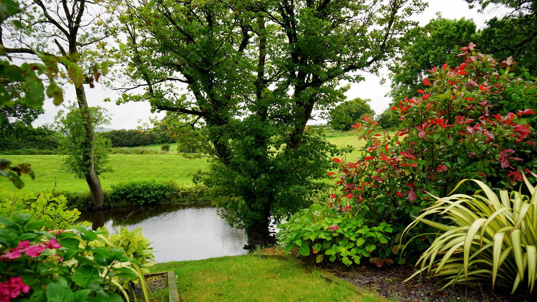 Garden pond with trees and layered planting